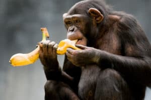 scimmia mangia banana